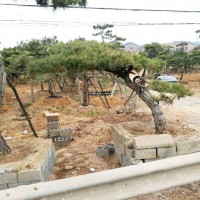 江苏风景松价格|哪里有供应造型风景松