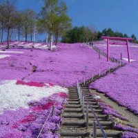 芝樱种植基地-选购芝樱禾颜花卉苗木